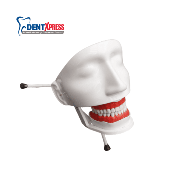 Simulador Dental Caradonto