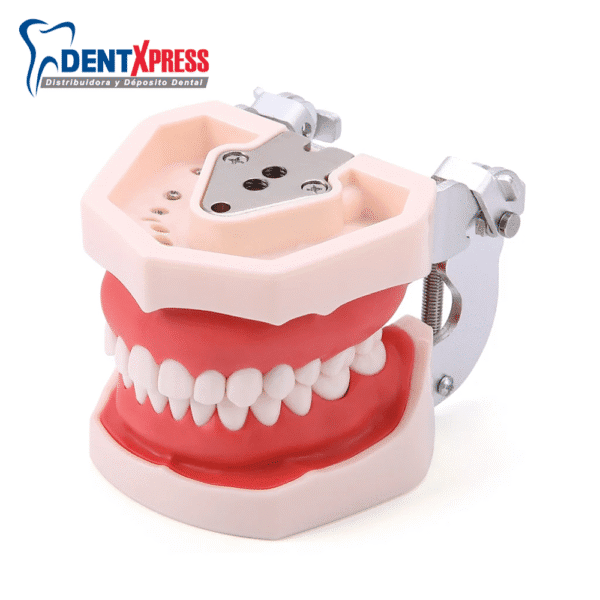 Tipodonto Tipo Columbia Adulto Tipodonto con Encias Suaves 32 Dientes