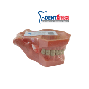 Alternative view of Tipodonto Wences Adulto