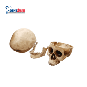 Alternative view of Cráneo Médico de Resina Didáctico