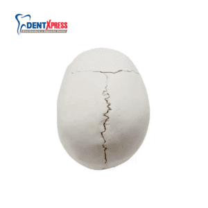 Alternative view of Cráneo Estudiantil Didáctico