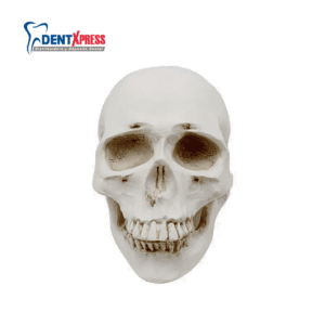 Cráneo Estudiantil Didáctico