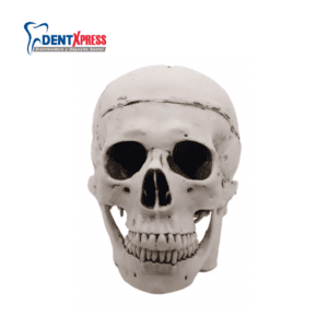 Cráneo Médico Estético