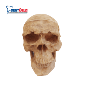 Cráneo Médico de Resina Didáctico