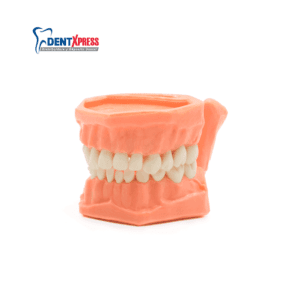 Tipodonto Con Cavidades