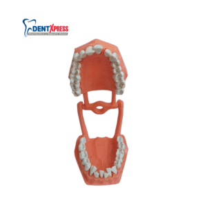 Alternative view of Tipodonto Con Cavidades