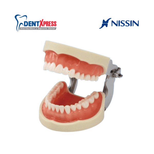 Tipodonto Nissin 32 Dientes Adulto Original