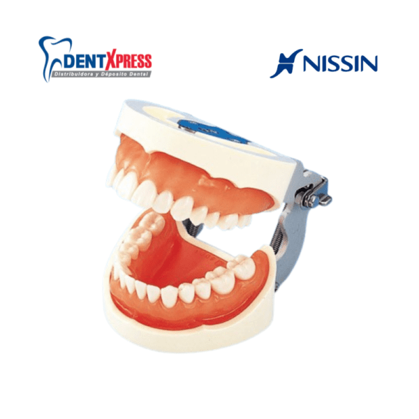 Tipodonto Nissin Adulto Original 28 Dientes