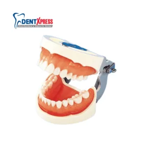 Alternative view of Tipodonto Nissin Adulto Original 28 Dientes