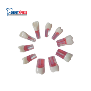 Alternative view of Simuladores de Endodoncia