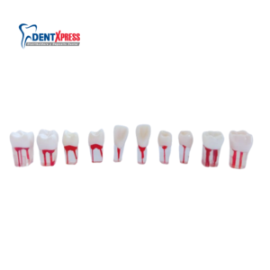 Dientes de Endodoncia