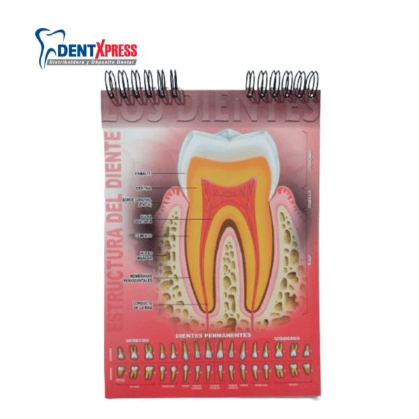 Rotafolios Dentales