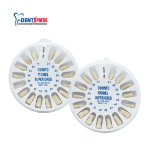 Dientes Con Cavidades Para Tipodonto Nissi Con Cavidades