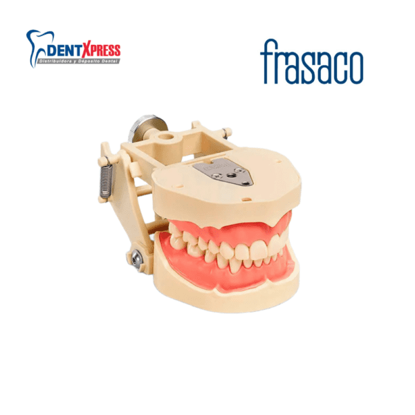 Tipodonto Frasaco 32 Dientes Adulto Original