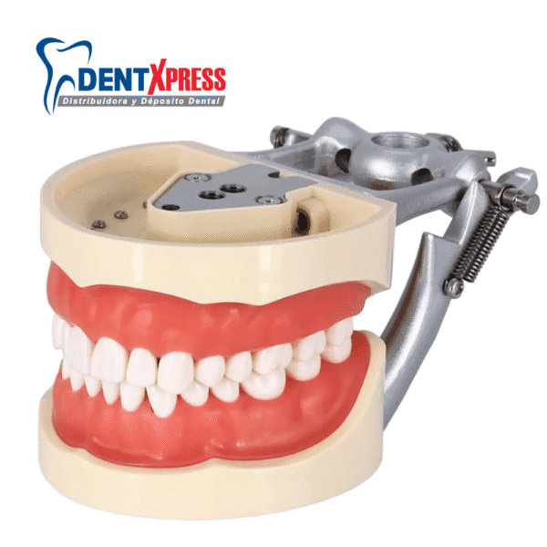Tipodonto Tipo Nissin Adulto con 28 Dientes