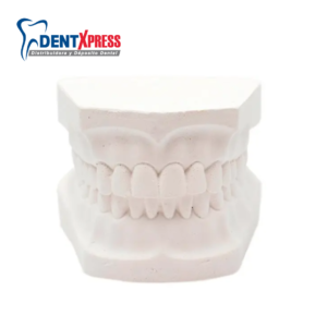 tipodonto de denticion mixta