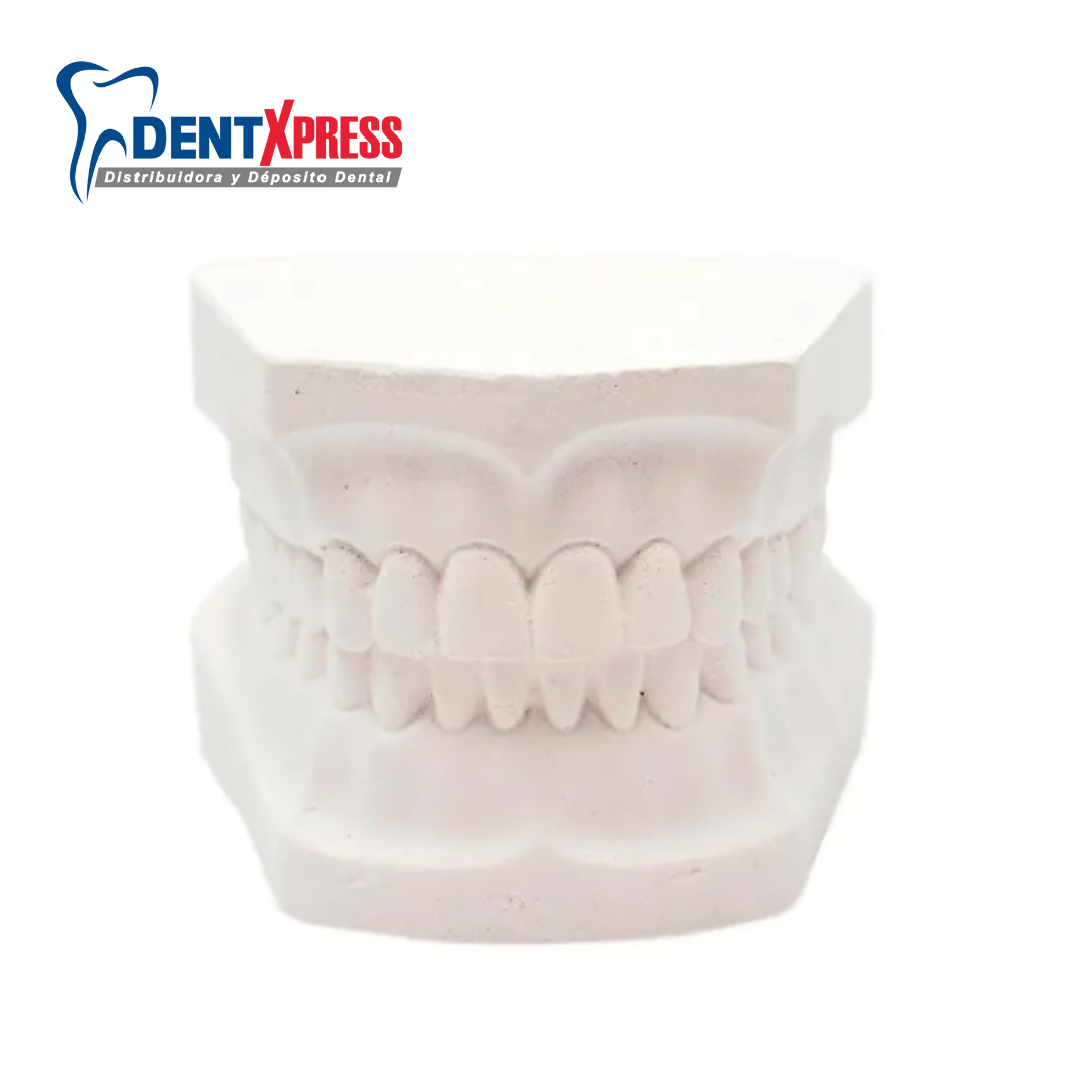 tipodonto de denticion mixta